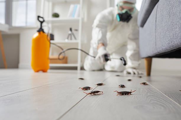 Trusted Cockroach Control service in Hampton, IA - Nex Pest Control